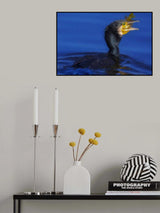 Cormorant Poster och Canvastavla