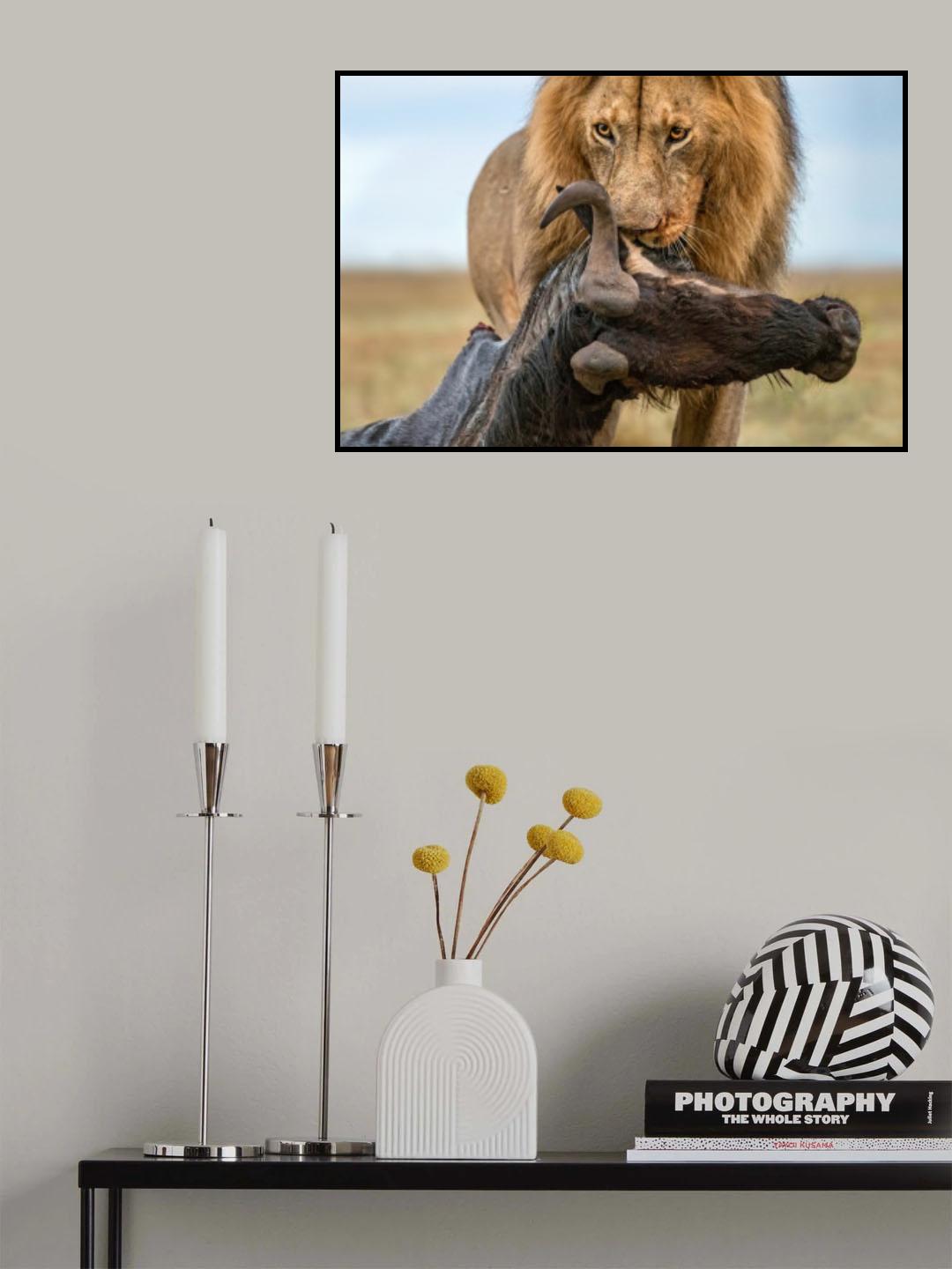 Lion with prey Poster och Canvastavla