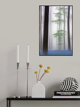 foggy forest .... Poster och Canvastavla