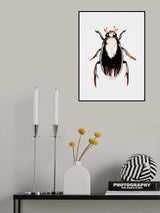 Water scavenger beetle or Hydrophilus aterrimus Poster och Canvastavla