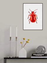 Onion beetle or Lilioceris merdigera Poster och Canvastavla