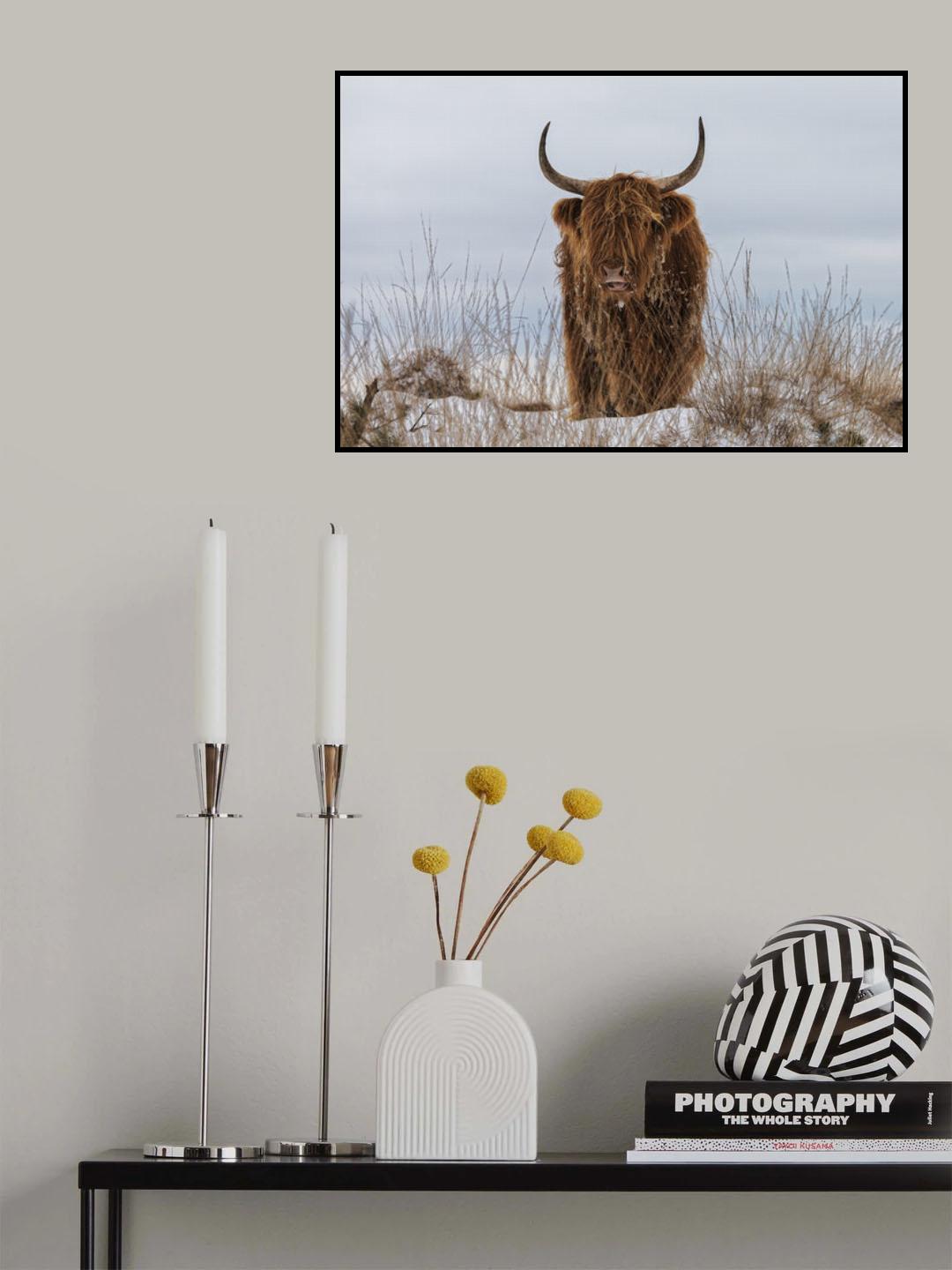Highlander in Snow Poster och Canvastavla