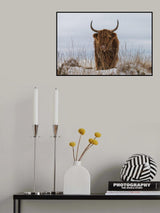 Highlander in Snow Poster och Canvastavla