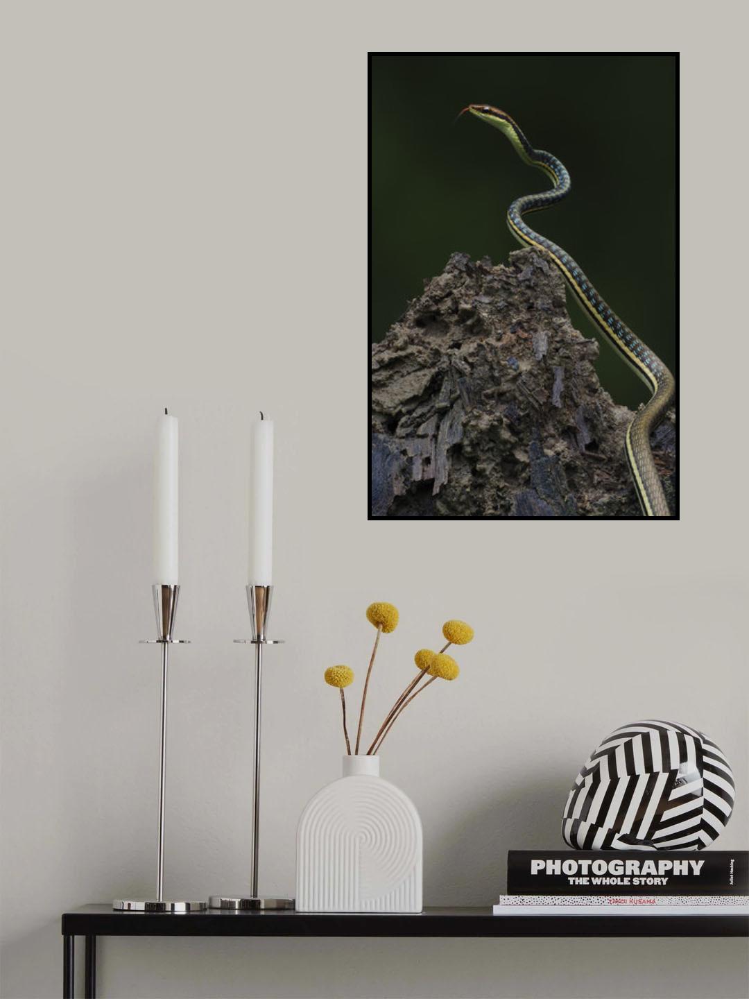 Painted bronzeback Poster och Canvastavla