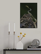 Painted bronzeback Poster och Canvastavla