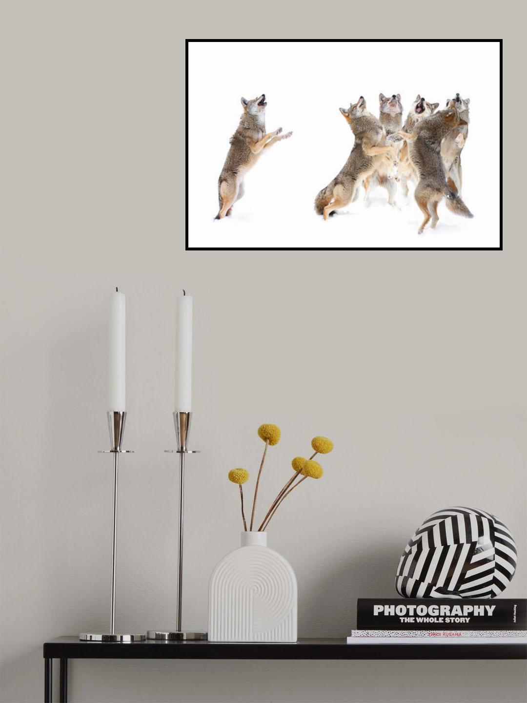 The Choir - Coyotes Poster och Canvastavla