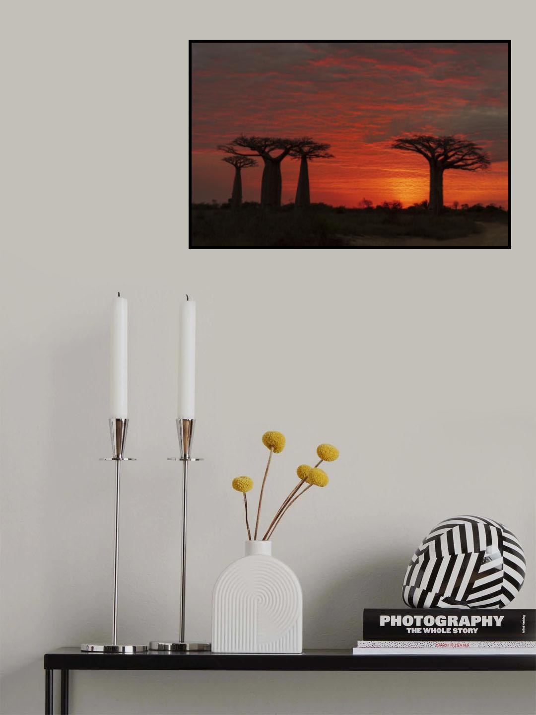 The Baobab Tree under the Morning Glow Poster och Canvastavla