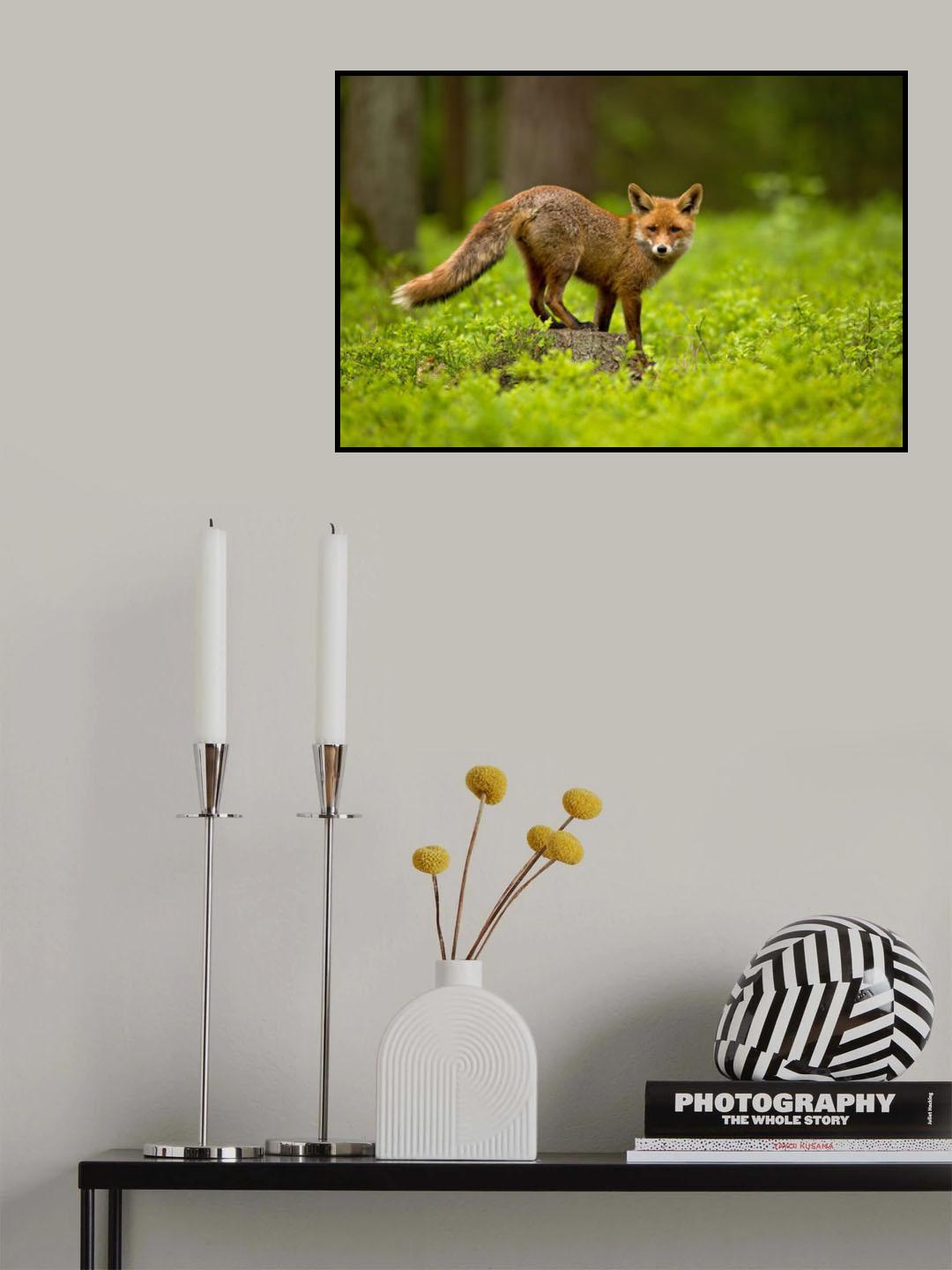 Red Fox Poster och Canvastavla