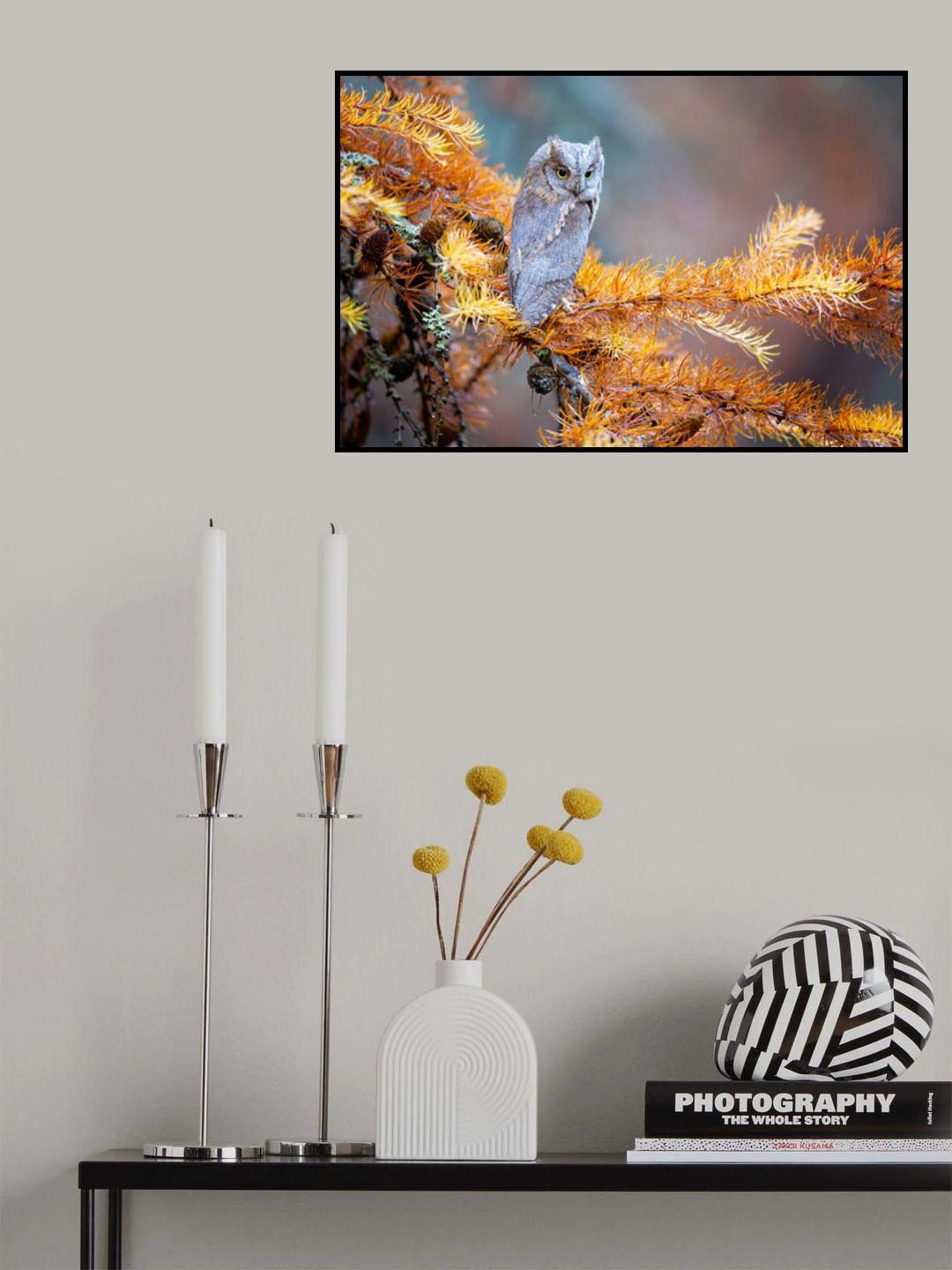 Eurasian scops owl Poster och Canvastavla