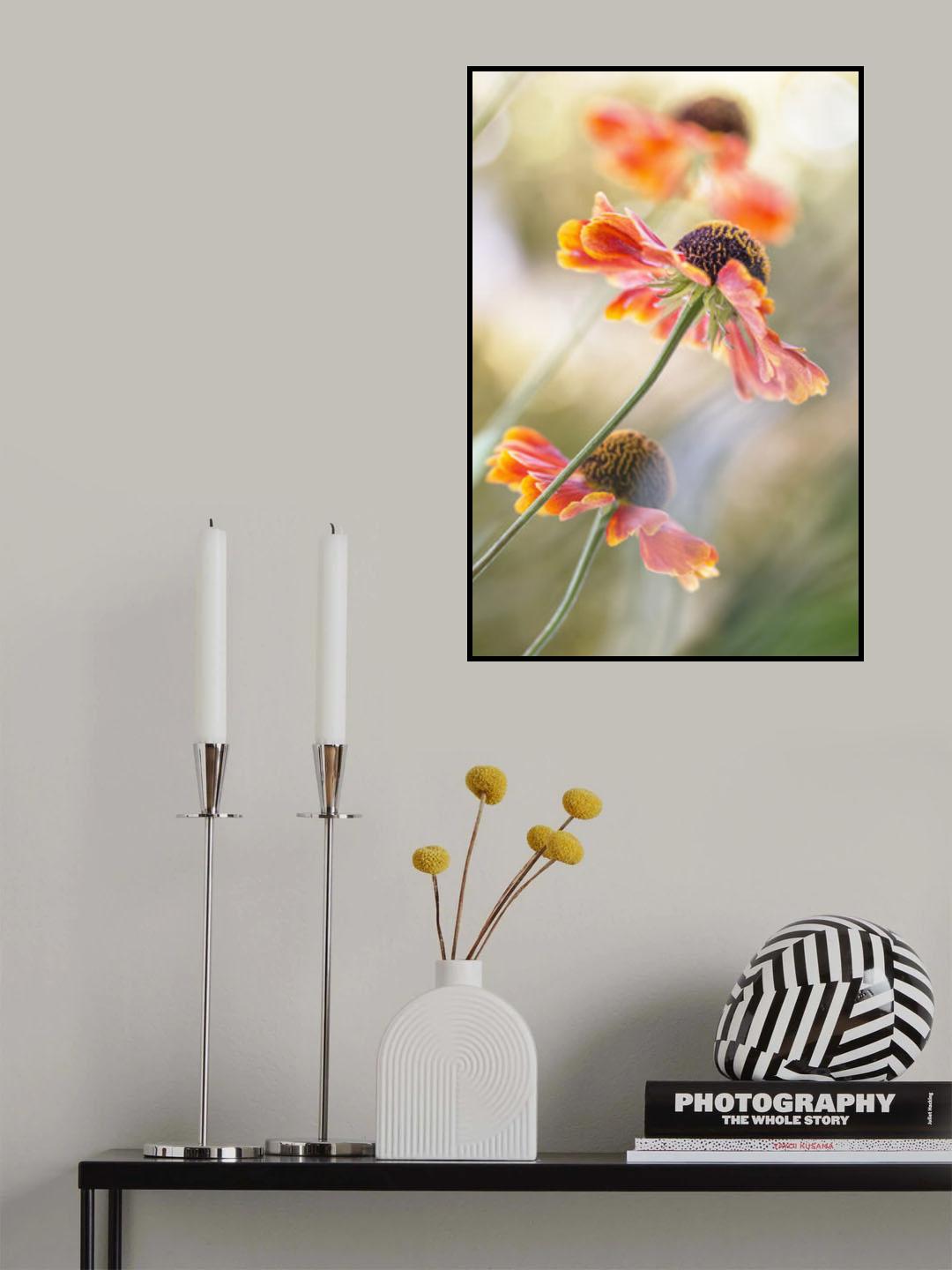 Helenium* Poster och Canvastavla