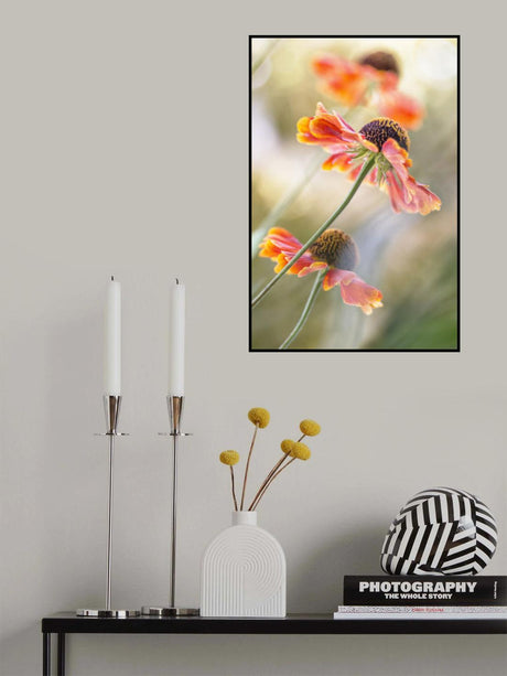 Helenium* Poster och Canvastavla