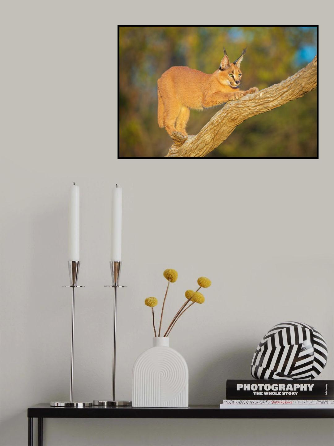 Most beautiful cat anywhere? Poster och Canvastavla