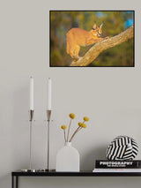 Most beautiful cat anywhere? Poster och Canvastavla