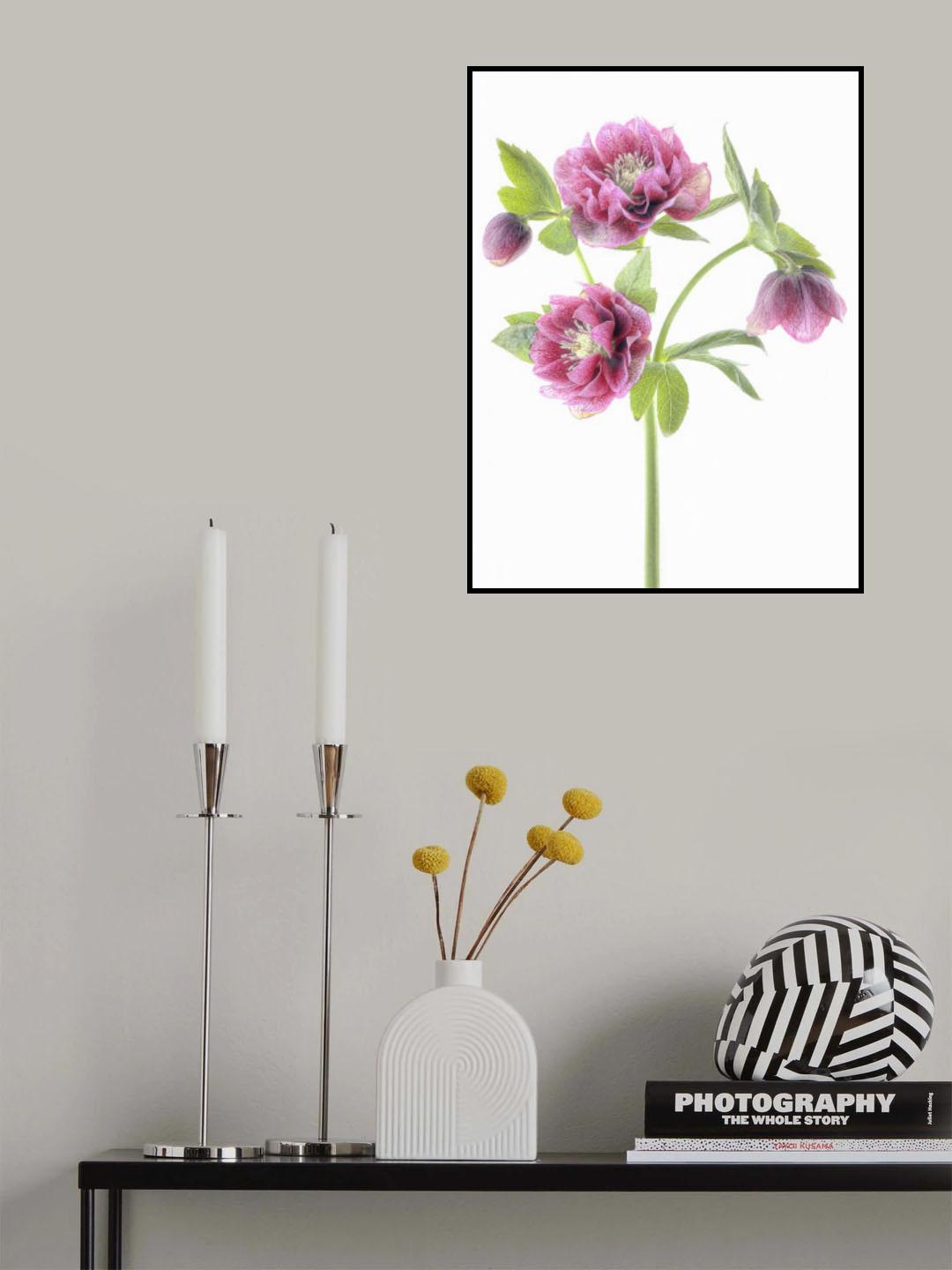 Spring Hellebores Poster och Canvastavla