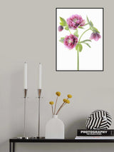 Spring Hellebores Poster och Canvastavla