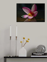 Golden frog Poster och Canvastavla