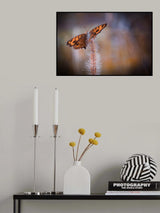 butterfly Poster och Canvastavla
