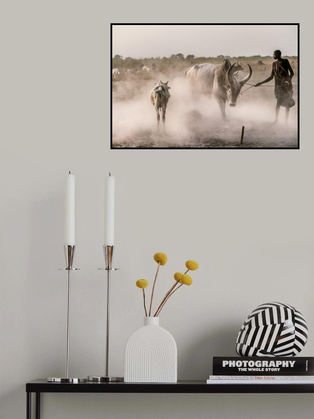 Tethering the bull Poster och Canvastavla