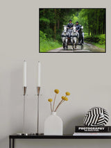Lipizzaner pair with wedding carriage Poster och Canvastavla