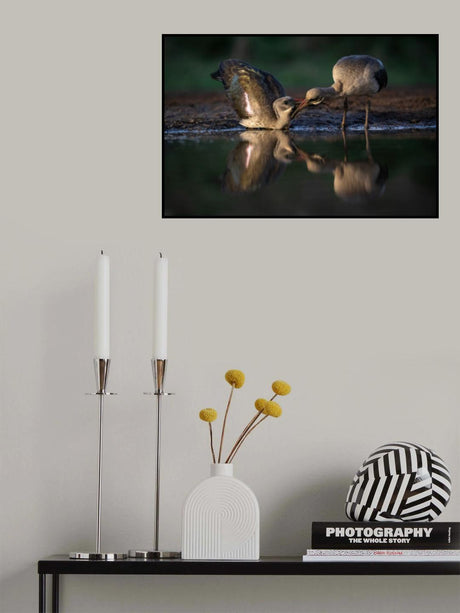 Courtship Poster och Canvastavla