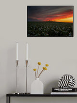 Sunset in the cornfield Poster och Canvastavla