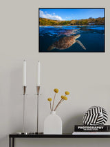 Green Turtle - Sea Turtle Poster och Canvastavla