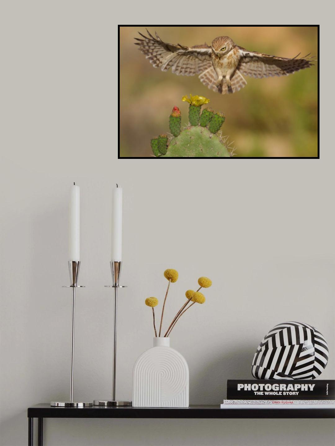 Little owl Poster och Canvastavla