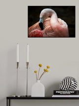 Plumage care Poster och Canvastavla