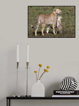 I want to go hunting mom, I am a big cat, I am ready Poster och Canvastavla