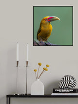 Saffron Toucanet Poster och Canvastavla