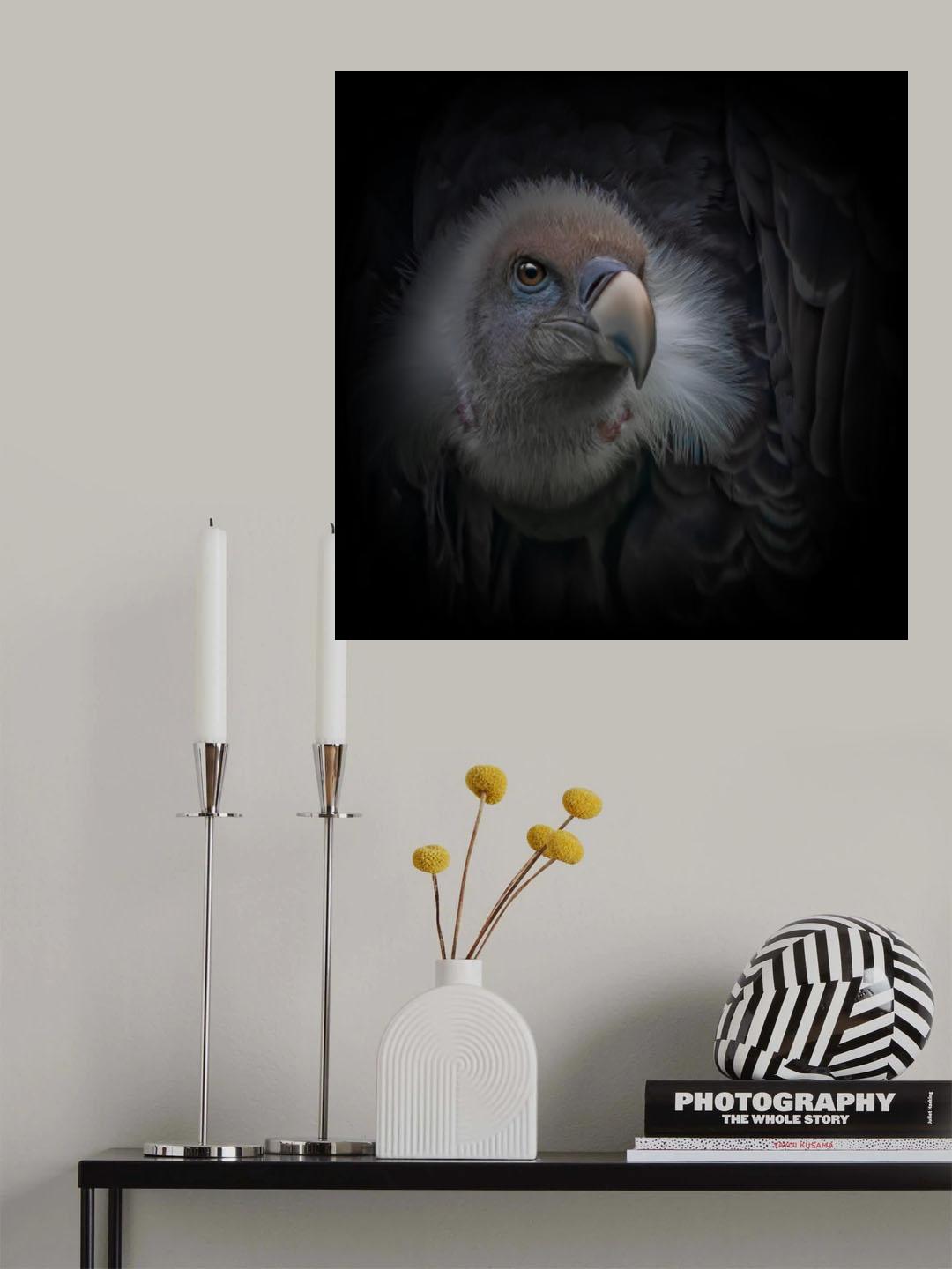 The griffon vulture Poster och Canvastavla