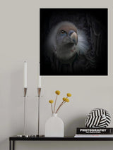 The griffon vulture Poster och Canvastavla