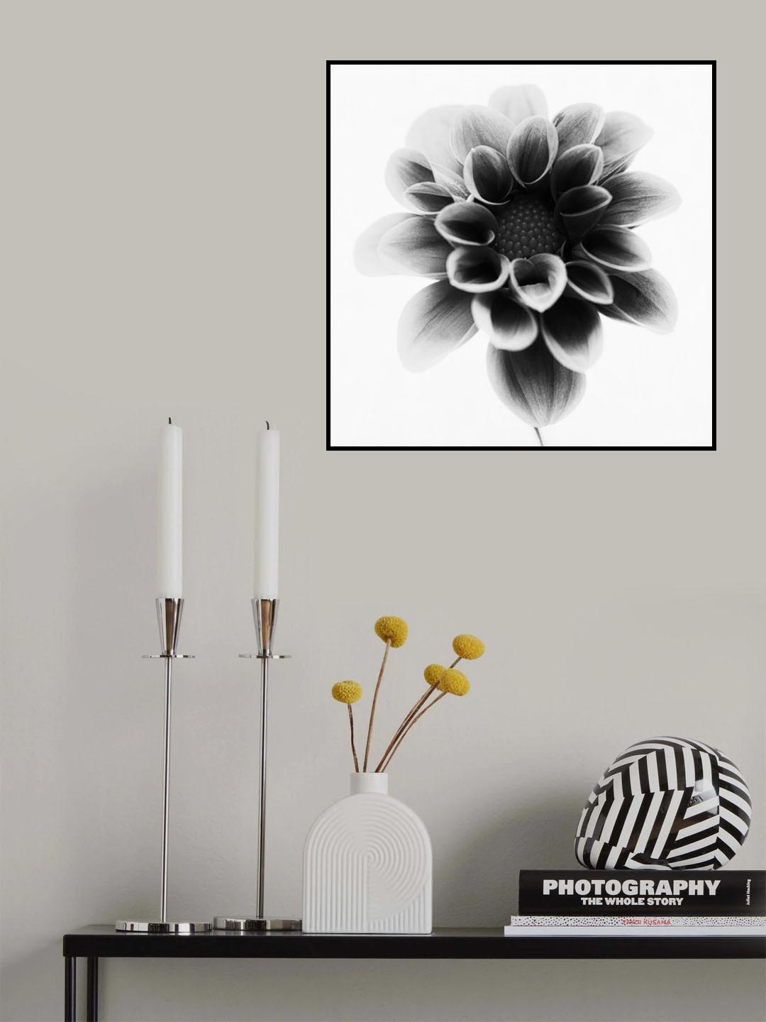 Dahlia Poster och Canvastavla