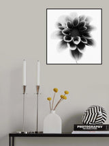 Dahlia Poster och Canvastavla
