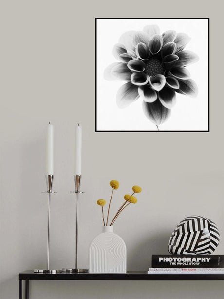 Dahlia Poster och Canvastavla