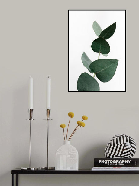 Eucalyptus 4 A1 Poster och Canvastavla