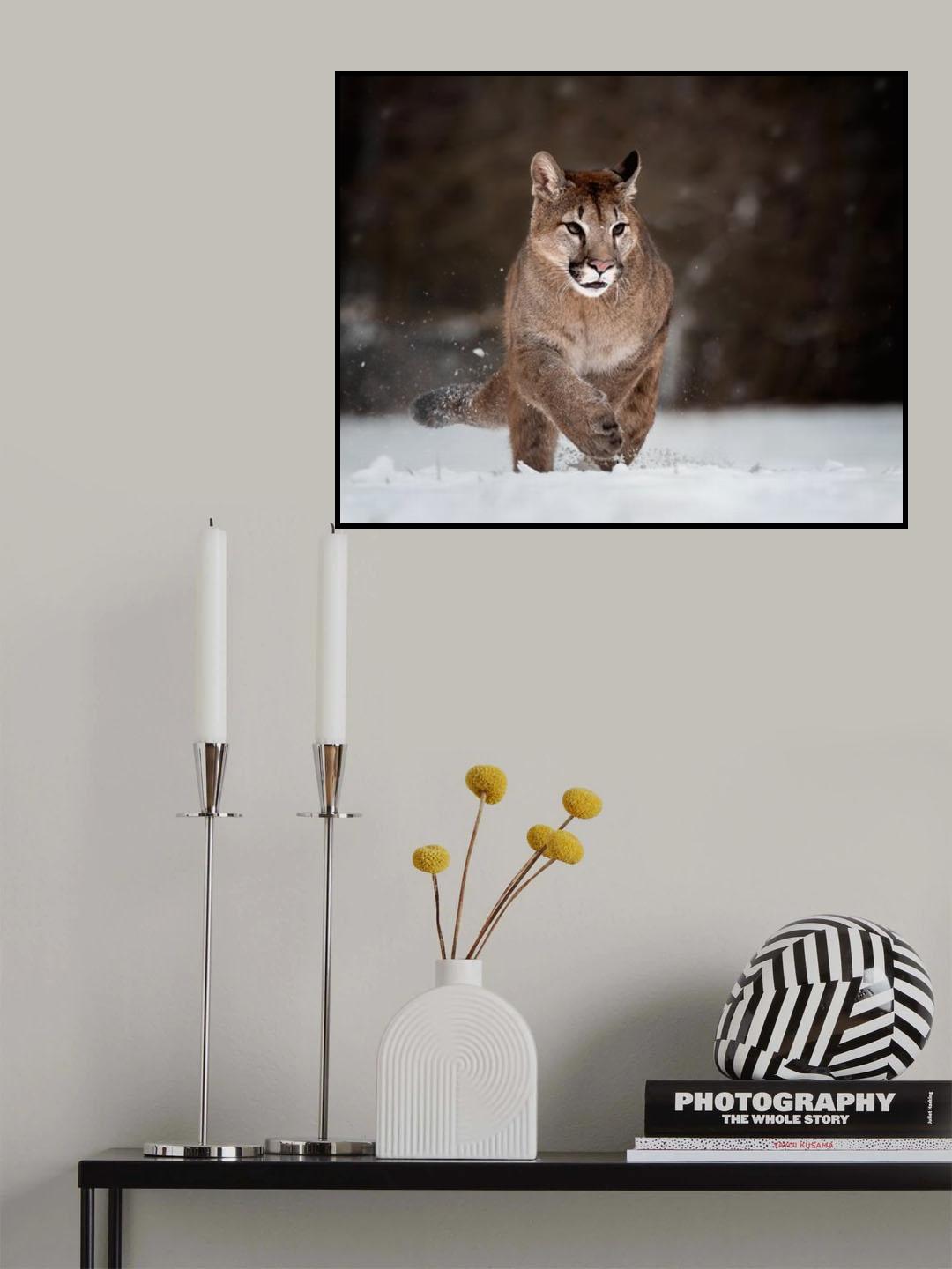 Cougar on snow Poster och Canvastavla