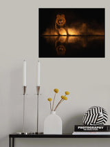 Angry Lion Poster och Canvastavla