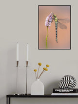 new born Poster och Canvastavla