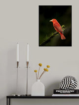Summer Tanager in Costa Rica Poster och Canvastavla