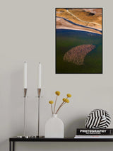 Flamingos on the Lake Poster och Canvastavla