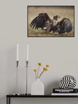 White-tailed eagle Poster och Canvastavla