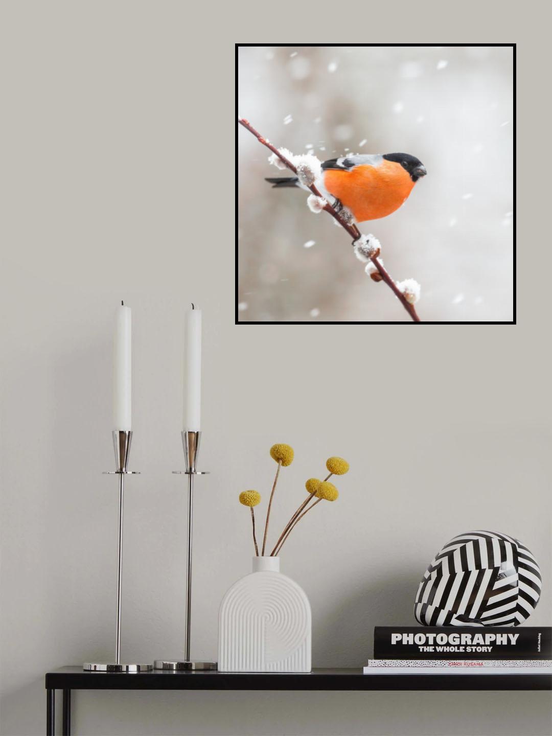 Bullfinch in a snowstorm. Poster och Canvastavla