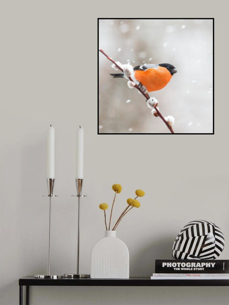 Bullfinch in a snowstorm. Poster och Canvastavla