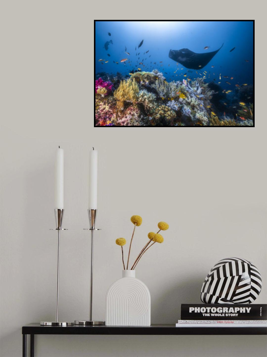 Manta reef on the reef Poster och Canvastavla