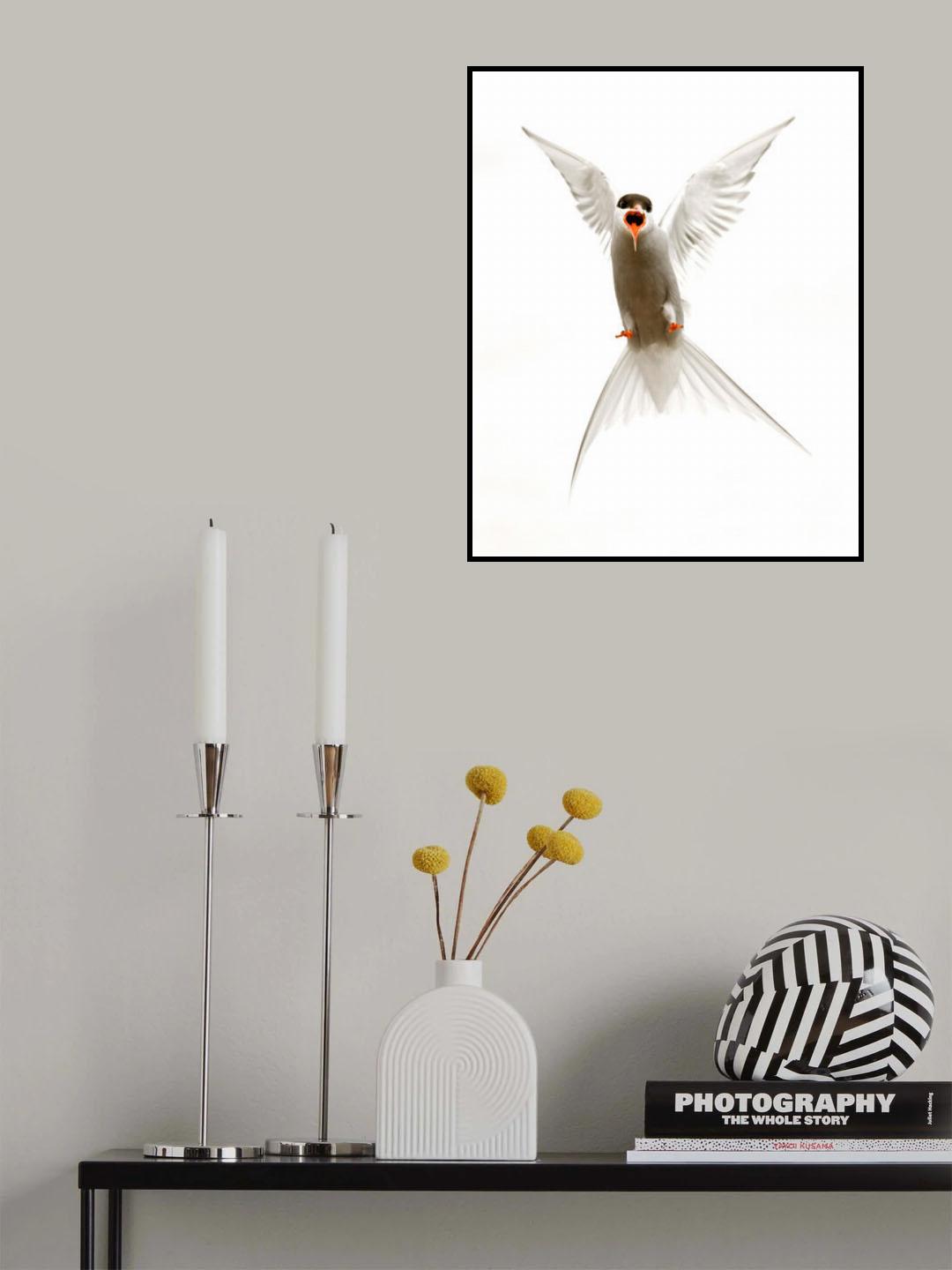 Artic Tern Poster och Canvastavla