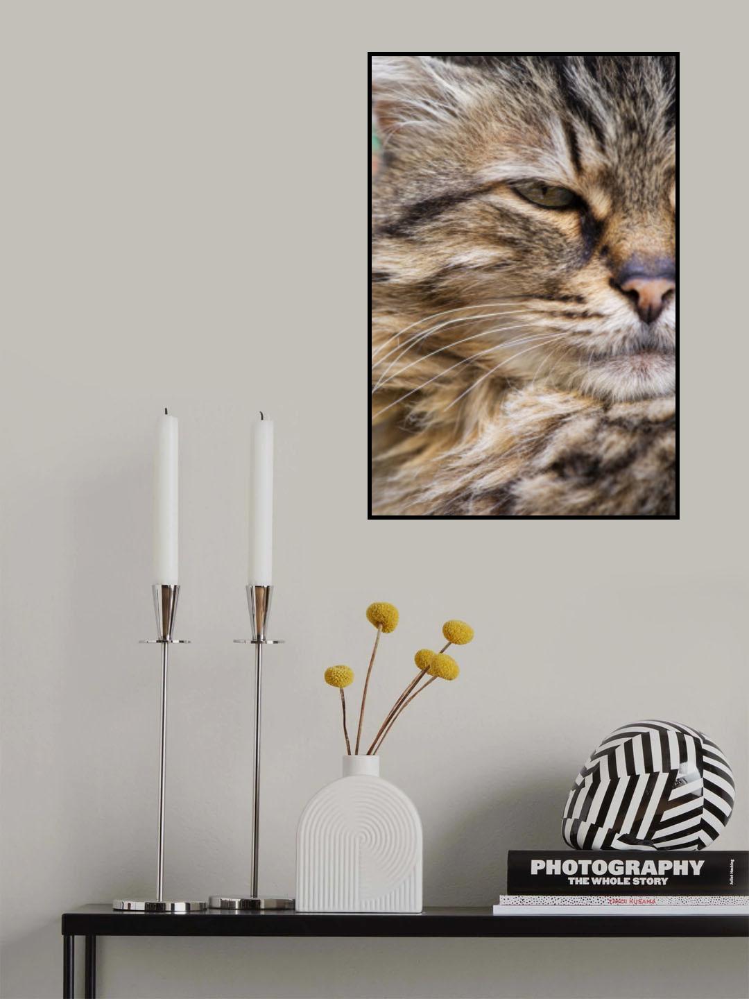 cute cat Poster och Canvastavla