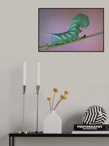 Sphinx Poster och Canvastavla