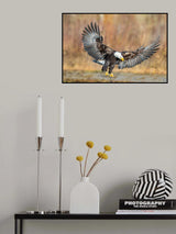 Eagle Flight Poster och Canvastavla