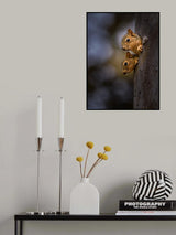 Curious. Poster och Canvastavla